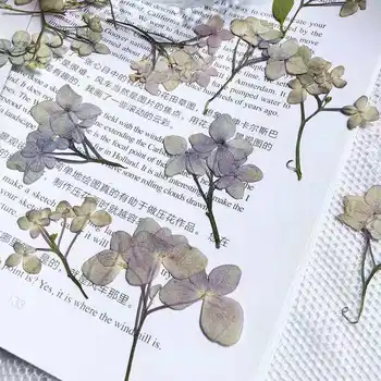12 kom., Prirodne prešani Cvjetovi hortenzije sa stabljikom, pozivnice za Vjenčanje sa svojim rukama, Poklon kartica-kartica za fotografije, dekor za lice/Nail Art