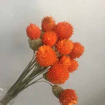DIY Cvjetni Prikaz Zec biljka Biljka Za Svadbeni Buket Početna Soba Večernje Dekor 10 kom. Priroda Pravi Suho Bobičasto Cvijeće